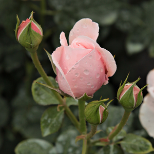 Poзa Делери - розовая - Лазающая плетистая роза (клаймбер) 